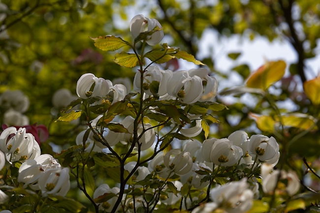 Jardin des Impressionnistes-MAI14-064